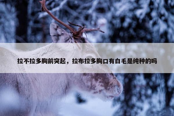 拉不拉多胸前突起，拉布拉多胸口有白毛是纯种的吗