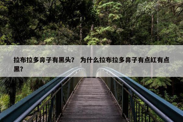 拉布拉多鼻子有黑头？ 为什么拉布拉多鼻子有点红有点黑？