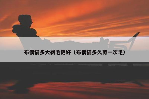布偶猫多大剃毛更好（布偶猫多久剪一次毛）