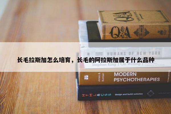长毛拉斯加怎么培育，长毛的阿拉斯加属于什么品种