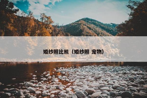 婚纱照比熊（婚纱照 宠物）