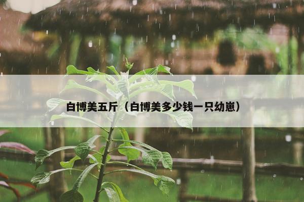 白博美五斤（白博美多少钱一只幼崽）