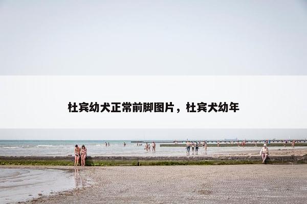 杜宾幼犬正常前脚图片，杜宾犬幼年
