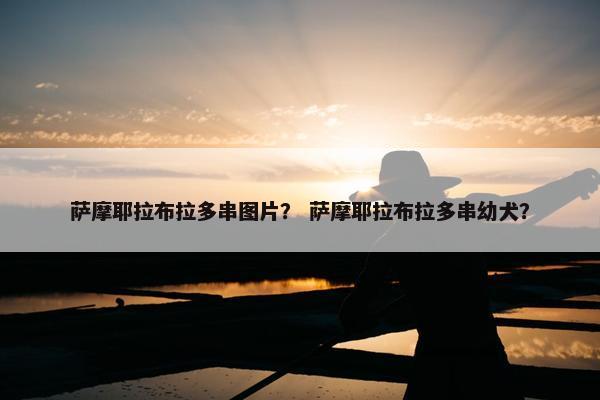 萨摩耶拉布拉多串图片？ 萨摩耶拉布拉多串幼犬？