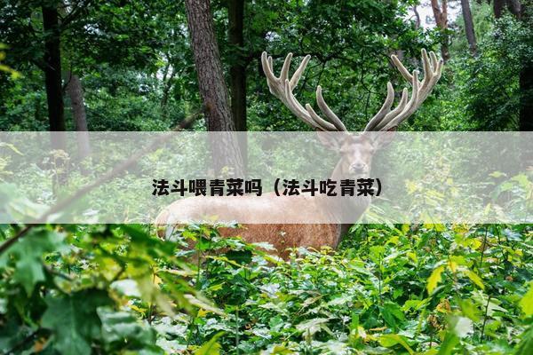 法斗喂青菜吗（法斗吃青菜）
