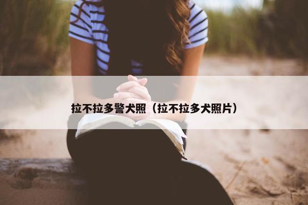 拉不拉多警犬照（拉不拉多犬照片）