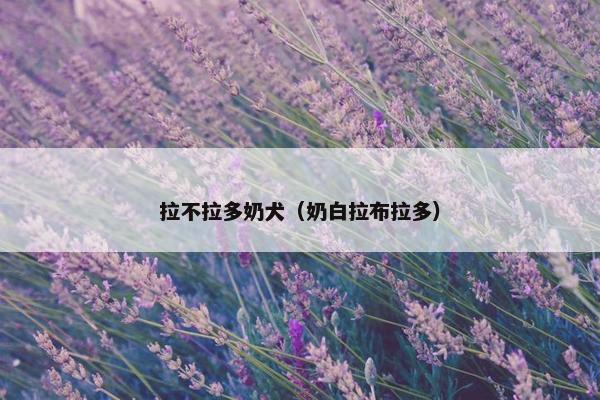 拉不拉多奶犬（奶白拉布拉多）