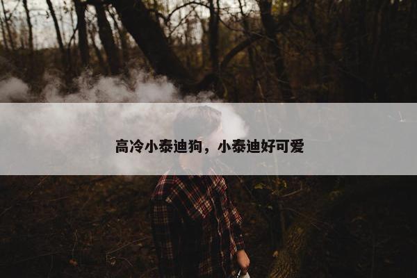高冷小泰迪狗，小泰迪好可爱