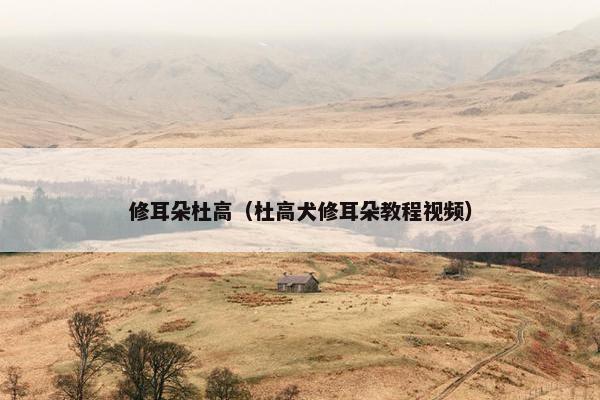 修耳朵杜高（杜高犬修耳朵教程视频）