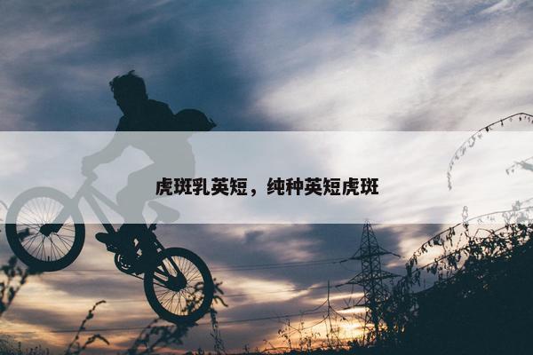 虎斑乳英短，纯种英短虎斑