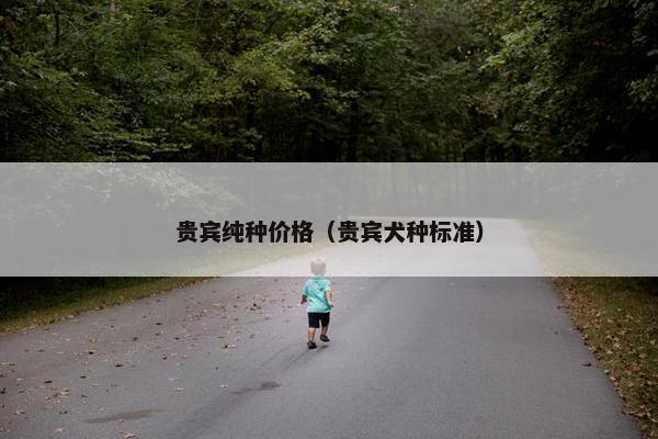 贵宾纯种价格（贵宾犬种标准）