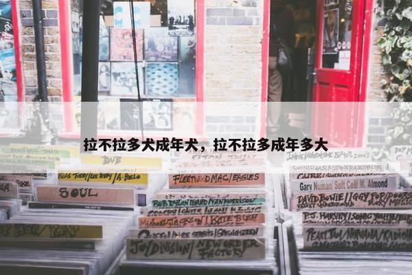 拉不拉多犬成年犬，拉不拉多成年多大