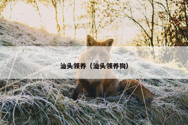 汕头领养（汕头领养狗）