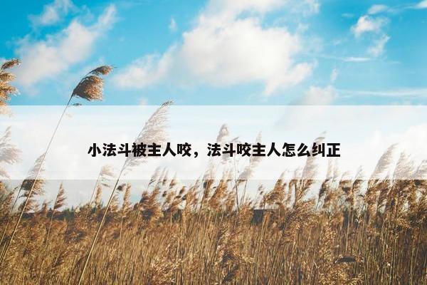 小法斗被主人咬，法斗咬主人怎么纠正