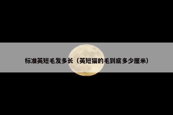 标准英短毛发多长（英短猫的毛到底多少厘米）