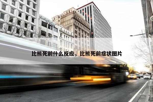 比熊死前什么反应，比熊死前症状图片