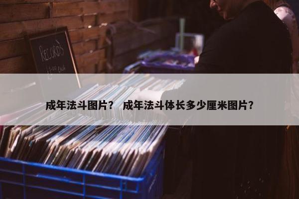 成年法斗图片？ 成年法斗体长多少厘米图片？