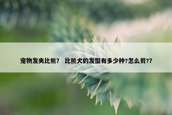宠物发夹比熊？ 比熊犬的发型有多少种?怎么剪?？