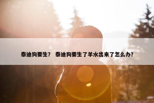 泰迪狗要生？ 泰迪狗要生了羊水出来了怎么办？