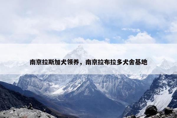 南京拉斯加犬领养，南京拉布拉多犬舍基地