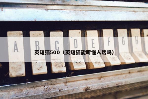 英短猫500（英短猫能听懂人话吗）