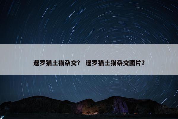 暹罗猫土猫杂交？ 暹罗猫土猫杂交图片？
