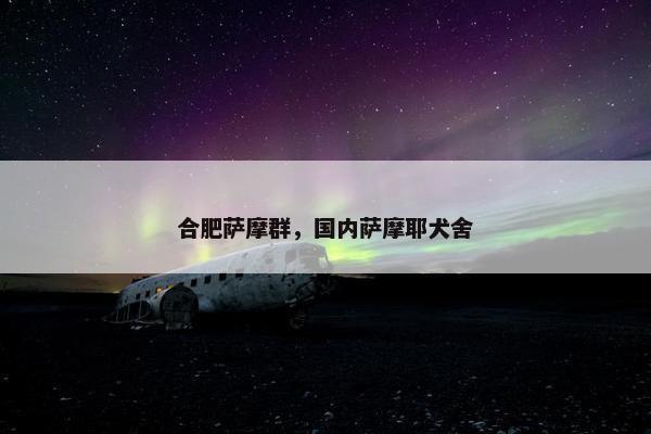 合肥萨摩群，国内萨摩耶犬舍
