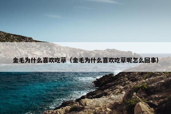 金毛为什么喜欢吃草（金毛为什么喜欢吃草呢怎么回事）