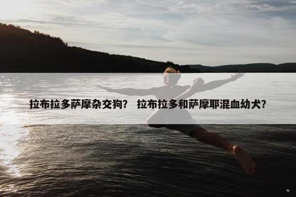 拉布拉多萨摩杂交狗？ 拉布拉多和萨摩耶混血幼犬？