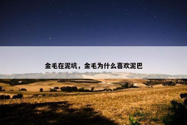 金毛在泥坑，金毛为什么喜欢泥巴