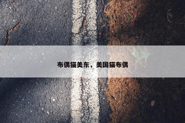 布偶猫美东，美国猫布偶
