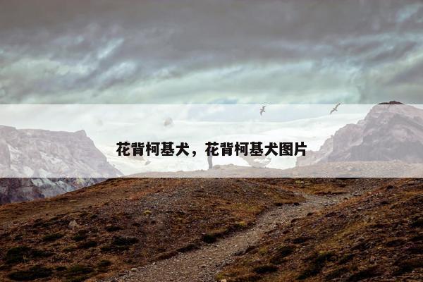 花背柯基犬，花背柯基犬图片
