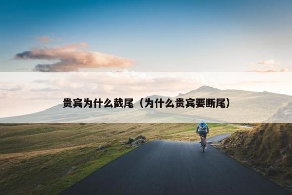贵宾为什么截尾（为什么贵宾要断尾）