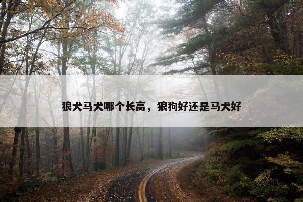 狼犬马犬哪个长高，狼狗好还是马犬好