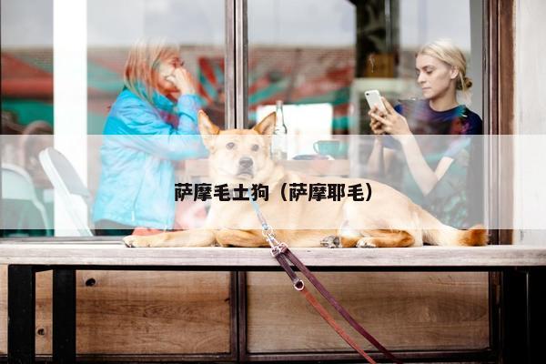 萨摩毛土狗（萨摩耶毛）