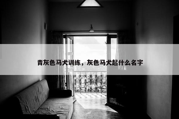 青灰色马犬训练，灰色马犬起什么名字