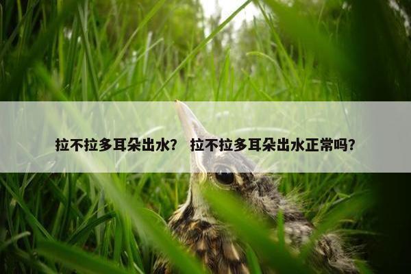 拉不拉多耳朵出水？ 拉不拉多耳朵出水正常吗？