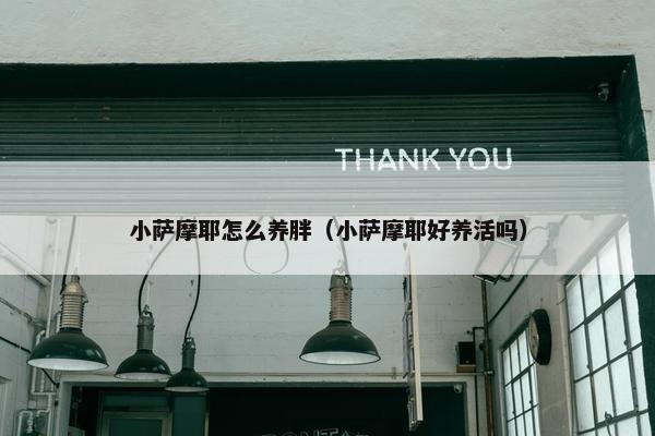 小萨摩耶怎么养胖（小萨摩耶好养活吗）