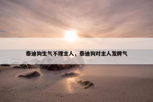 泰迪狗生气不理主人，泰迪狗对主人发脾气
