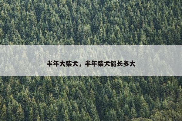 半年大柴犬，半年柴犬能长多大