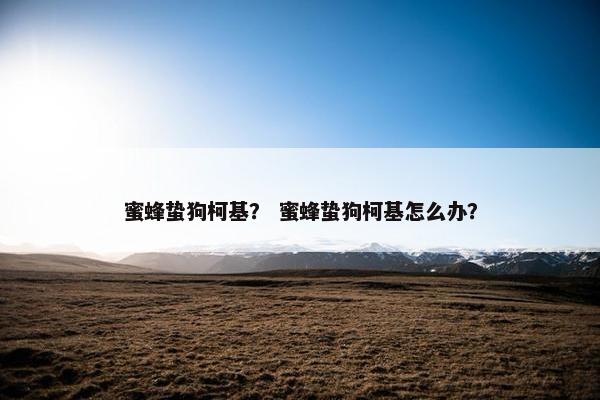 蜜蜂蛰狗柯基？ 蜜蜂蛰狗柯基怎么办？