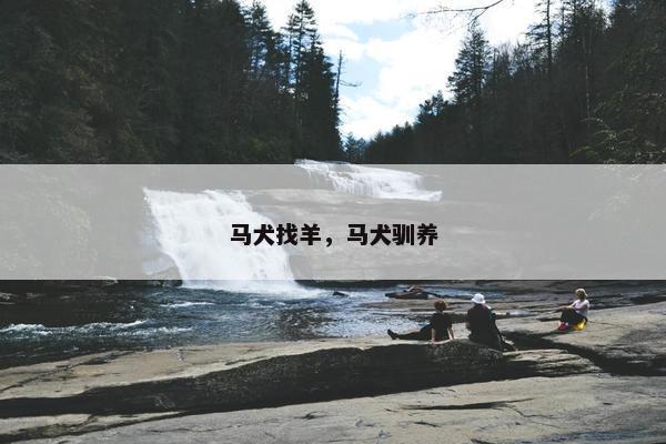 马犬找羊，马犬驯养