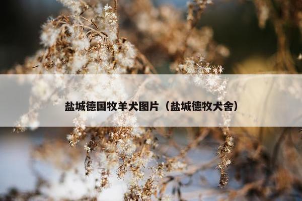 盐城德国牧羊犬图片（盐城德牧犬舍）