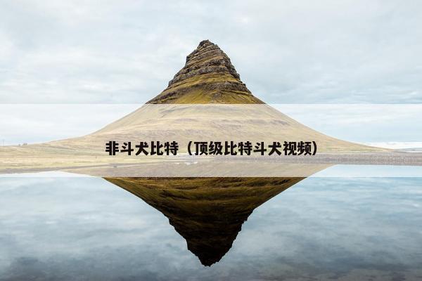 非斗犬比特（顶级比特斗犬视频）