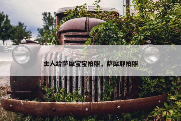 主人给萨摩宝宝拍照，萨摩耶拍照