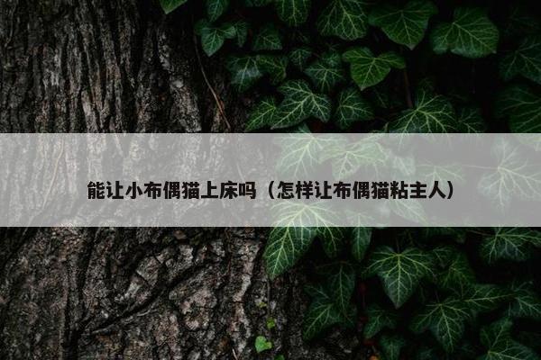 能让小布偶猫上床吗（怎样让布偶猫粘主人）