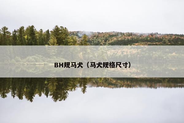 BH规马犬（马犬规格尺寸）