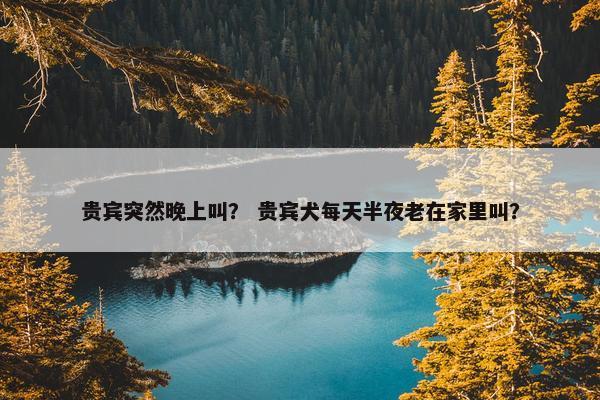 贵宾突然晚上叫？ 贵宾犬每天半夜老在家里叫？
