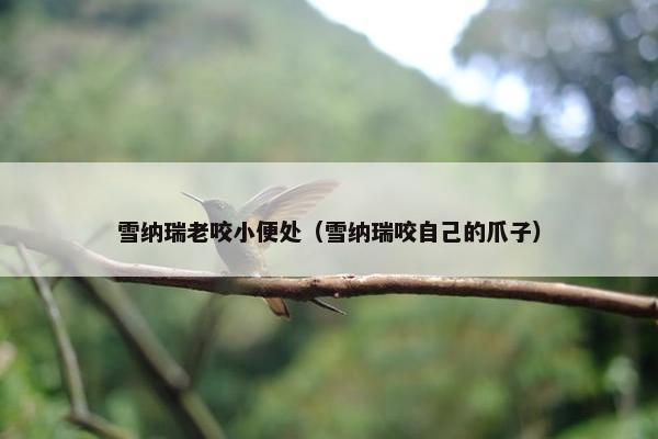 雪纳瑞老咬小便处（雪纳瑞咬自己的爪子）