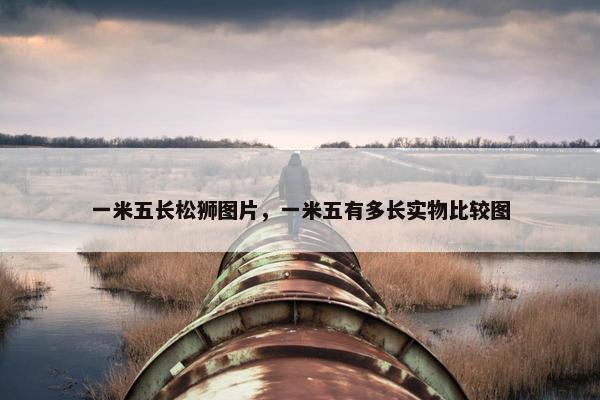 一米五长松狮图片，一米五有多长实物比较图